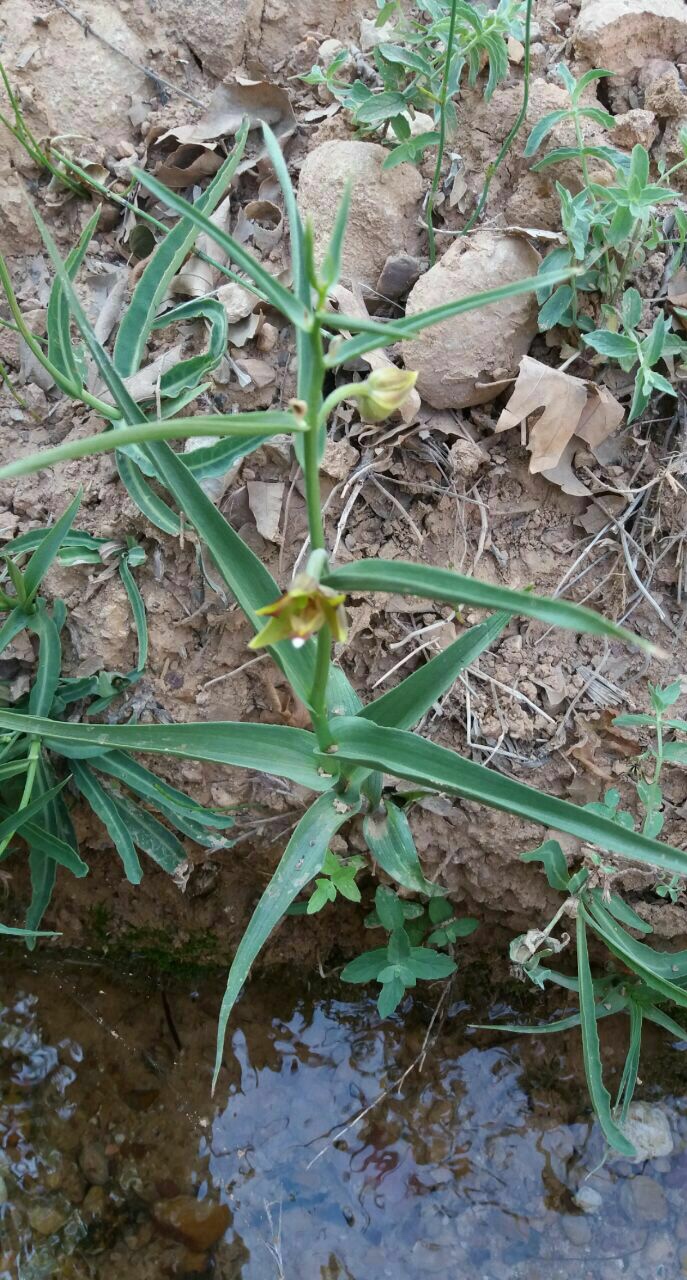Epipactis veratrifolia